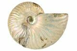 Silver, Iridescent Ammonite Fossil - Madagascar #191897-1